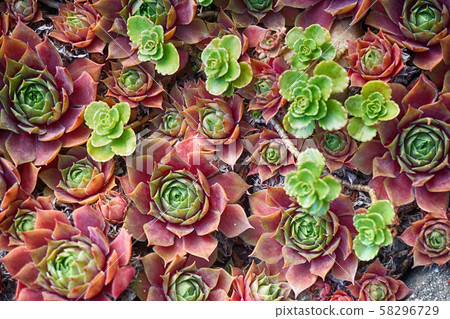 red houseleek plant red houseleek plant 58296729