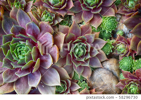 red houseleek plant red houseleek plant 58296730