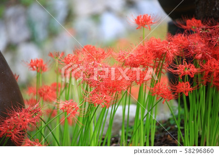 Flower Angel, Landscape of Temple Flower Angel, Landscape of Temple 58296860