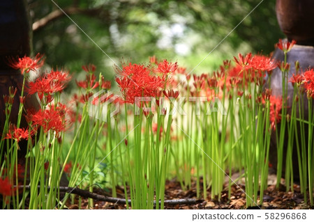 花天使,神廟景觀 花天使,神廟景觀 58296868