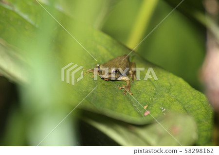Moria frog juvenile 58298162