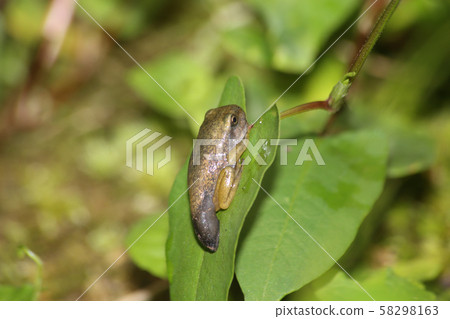 Moria frog juvenile Moria frog juvenile 58298163