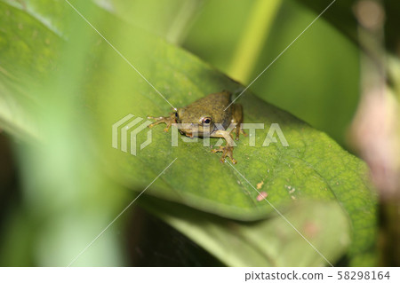 莫里亞青蛙少年 58298164