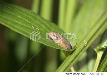 Moria frog juvenile Moria frog juvenile 58298165