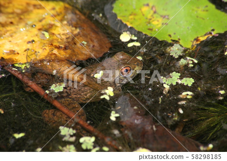 Bullfrog Bullfrog 58298185