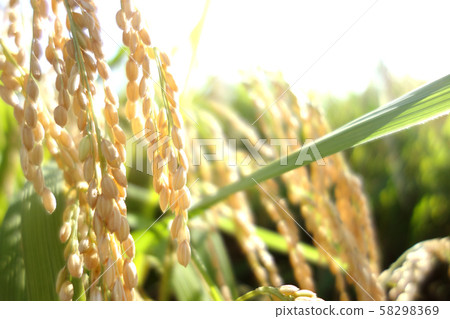 Inaho Rice Inaho Rice 58298369