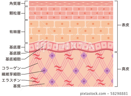 Structure of skin Skin view Cross section Structure of skin Skin view Cross section 58298881