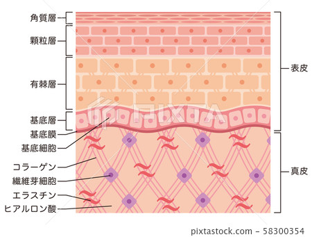 Structure of skin Skin view Cross section - Stock Illustration ...