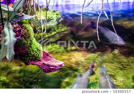 Fish in open aquarium surrounded by plants and 58300357