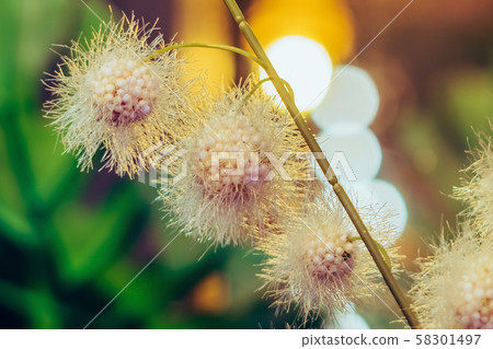Beautiful Artificial plastic flowers decorated in coffee shops with bokeh Beautiful Artificial plastic flowers decorated in coffee shops with bokeh 58301497