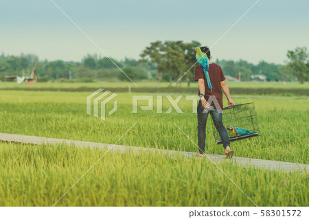 Young man brings two macaw parrots to fly for excercise on the bridge in the rice field. Young man brings two macaw parrots to fly for excercise on the bridge in the rice field. 58301572