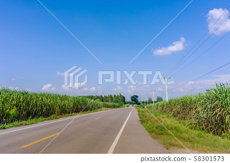 Beautiful scenery of sugarcane growth in farm near the rural roads of Thailand Beautiful scenery of sugarcane growth in farm near the rural roads of Thailand 58301573