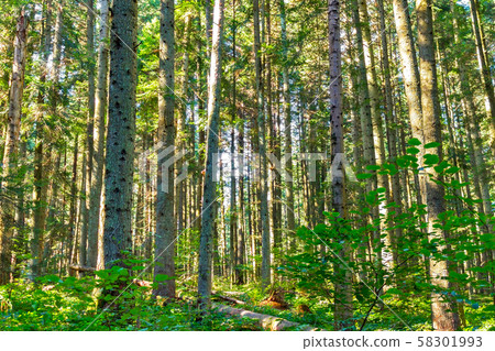 autumn forest trees. nature green wood sunlight autumn forest trees. nature green wood sunlight 58301993