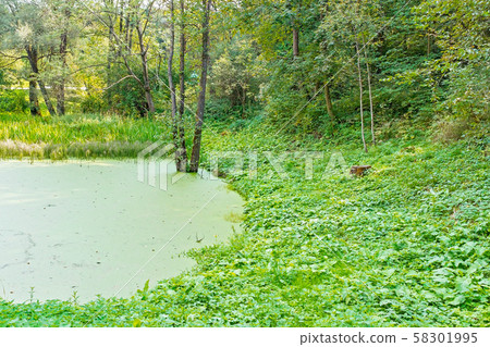 Lush green swamp, ecology, green swamp in the Lush green swamp, ecology, green swamp in the 58301995