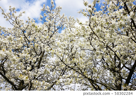 white apple flowers texture 58302284