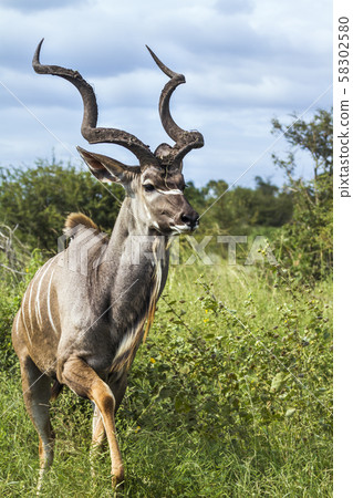 Greater kudu in Kruger National park, South Africa 58302580