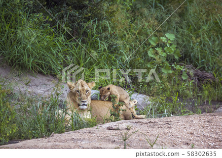 African lion in Kruger National park, South Africa African lion in Kruger National park, South Africa 58302635