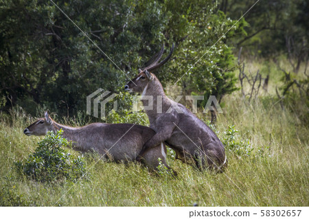 Common Waterbuck in Kruger National park, South Common Waterbuck in Kruger National park, South 58302657