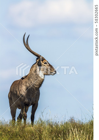Common Waterbuck in Kruger National park, South 58302665