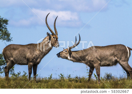 Common Waterbuck in Kruger National park, South Common Waterbuck in Kruger National park, South 58302667