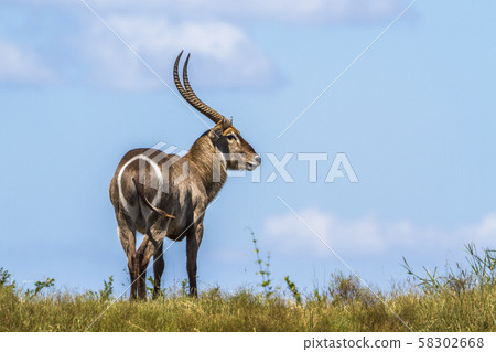 Common Waterbuck in Kruger National park, South Common Waterbuck in Kruger National park, South 58302668