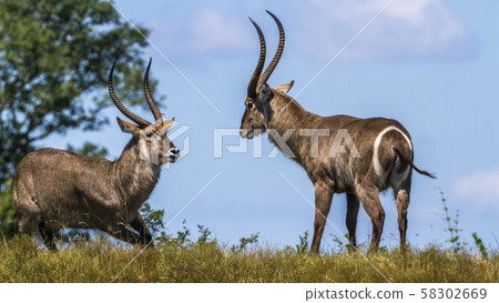 Common Waterbuck in Kruger National park, South Common Waterbuck in Kruger National park, South 58302669