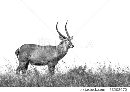 Common Waterbuck in Kruger National park, South 58302670