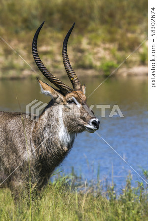 Common Waterbuck in Kruger National park, South Common Waterbuck in Kruger National park, South 58302674