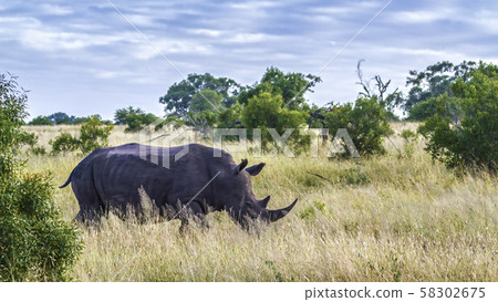 Southern white rhinoceros in Kruger National park, Southern white rhinoceros in Kruger National park, 58302675