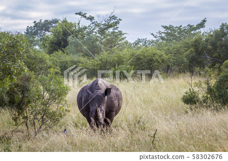 Southern white rhinoceros in Kruger National park, Southern white rhinoceros in Kruger National park, 58302676