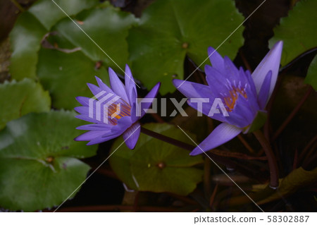 睡蓮 58302887
