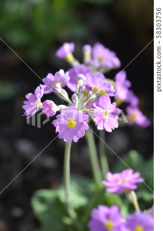 Long-flowered primrose 58303756