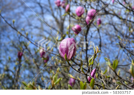 Lily Magnolia O Neill 58303757