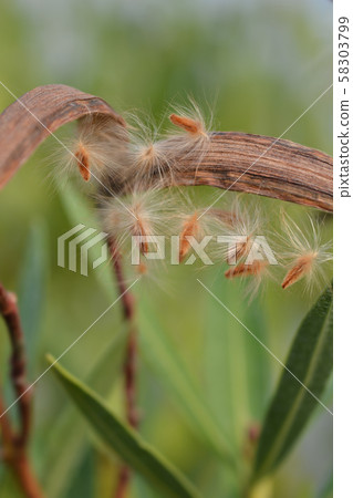 Common oleander 58303799