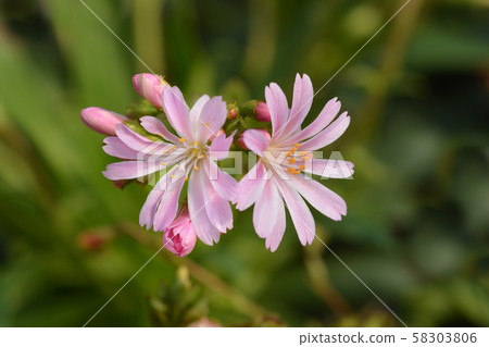 Siskiyou lewisia 58303806