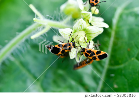 Mr. Nagai Mr. Nagai 58303816