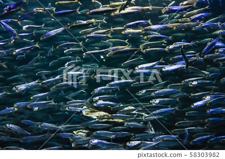 沙丁魚群 沙丁魚群 58303982