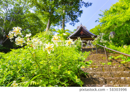 [山梨縣] Kaiganji Kannon-do和Yamayuri花 58303996