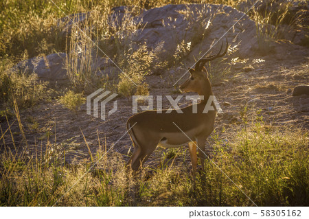 Common Impala in Kruger National park, South 58305162