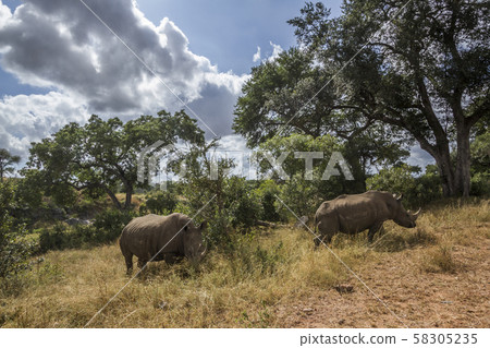 Southern white rhinoceros in Kruger National park, 58305235