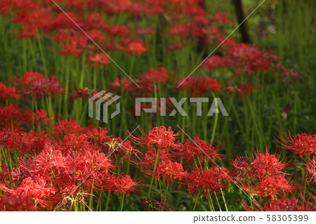 Cluster amaryllis 58305399