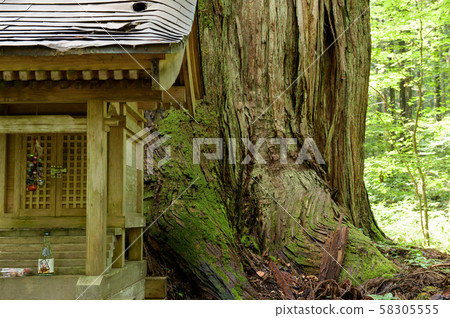 Yamotosugi in the law (Akita Prefecture) Yamotosugi in the law (Akita Prefecture) 58305555