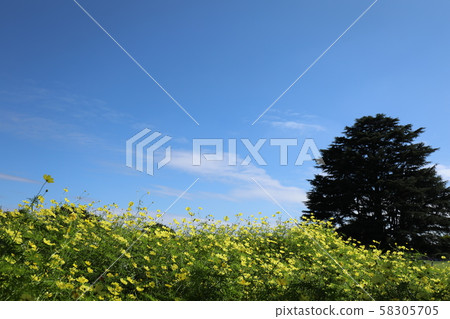 Cosmos field Cosmos field 58305705