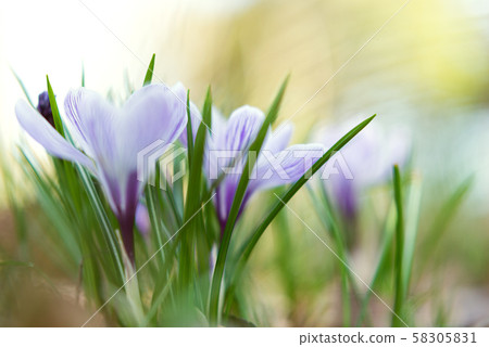 哈娜·番紅花 哈娜·番紅花 58305831