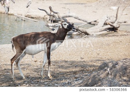 The Blackbuck deer standing in front of the lake. 58306366