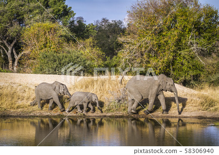 African bush elephant in Kruger National park, African bush elephant in Kruger National park, 58306940