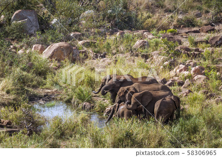 African bush elephant in Kruger National park, African bush elephant in Kruger National park, 58306965
