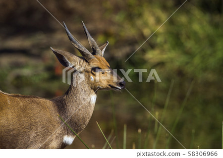 Cape bushbuck in Kruger National park, South Cape bushbuck in Kruger National park, South 58306966