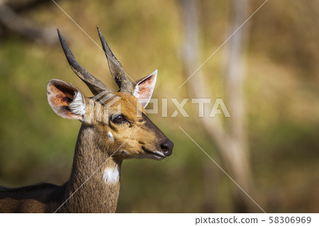 Cape bushbuck in Kruger National park, South 58306969