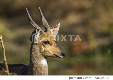 Cape bushbuck in Kruger National park, South Cape bushbuck in Kruger National park, South 58306970